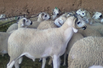ماشية